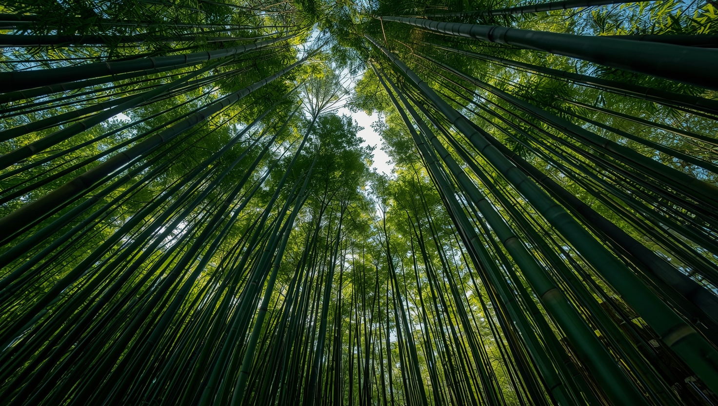 Alguns Bambus Podem Crescer Quase um Metro por Dia